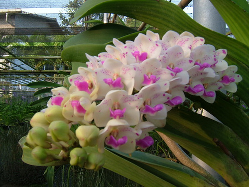 Rhyncostylis