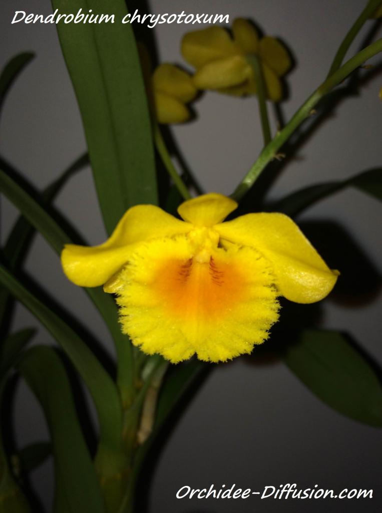 Achat vente orchidee Dendrobium chrysotoxum