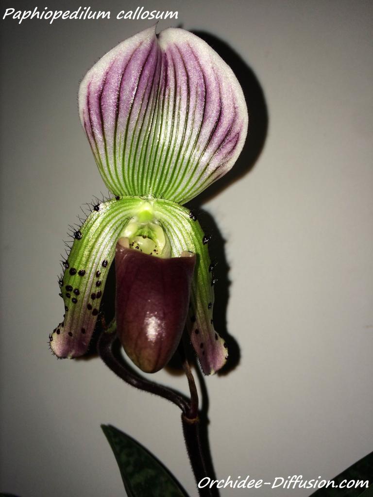 achat vente orchidee Paphiopedilum callosum
