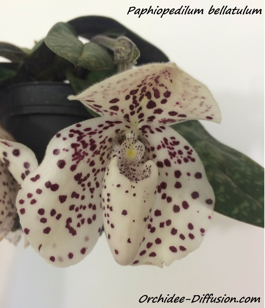 bellatulum achat vente orchidee
