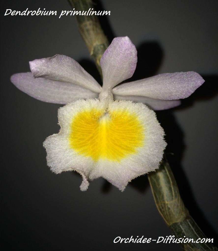 Dendrobium primulinum