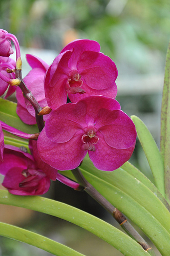 Vanda
