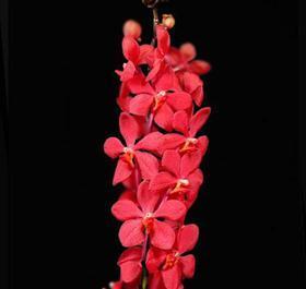 Mokara Genting red