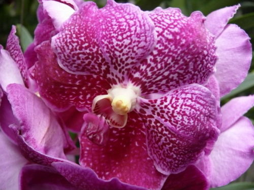 Orchidée Vanda