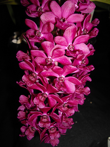 Rhyncostylis