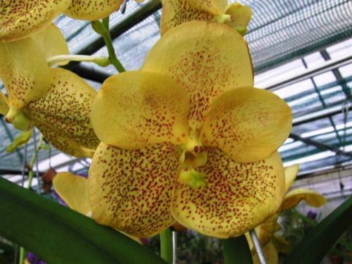Orchid Vanda