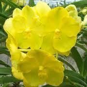 Vanda