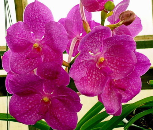 Orchidée Vanda
