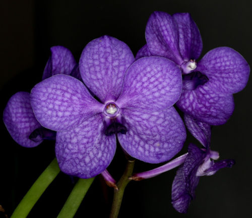 Orchidea Vanda