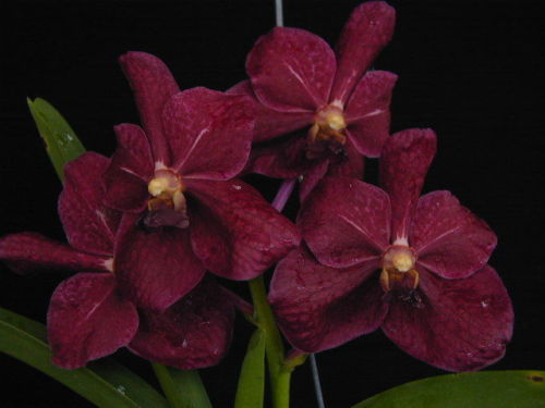 Orchideen Vanda