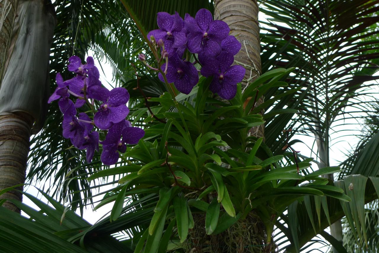 Orchideen Vanda