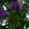 Orchidea Vanda