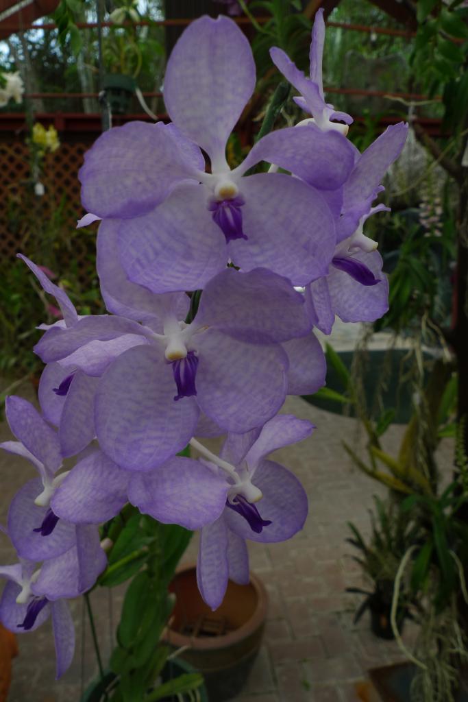 Orchidée Vanda