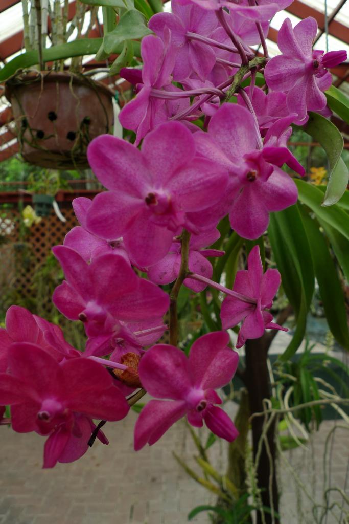 Orchid Vanda