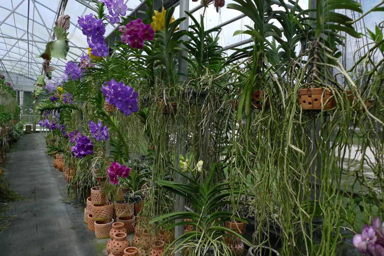 Orchid Vanda