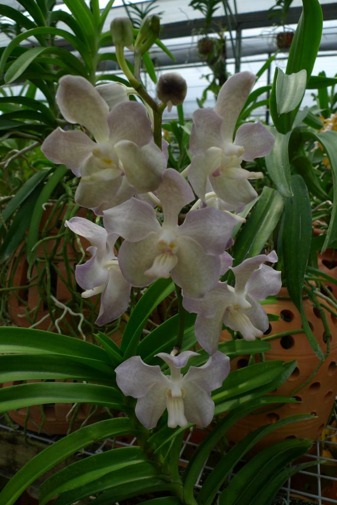 Orchid Vanda