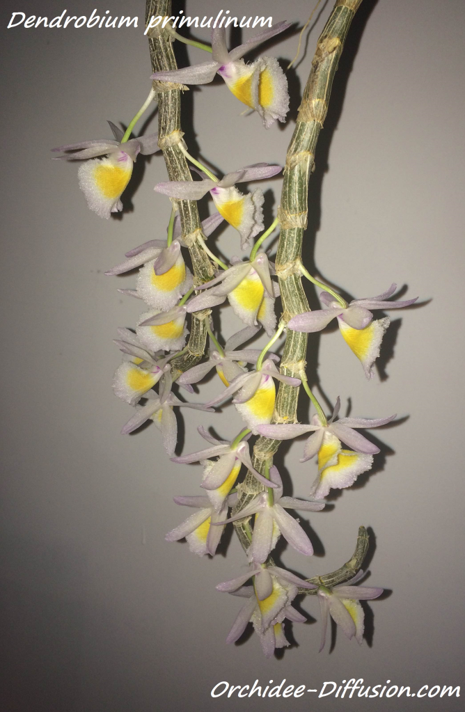 Orchidee Dendrobium primulinum