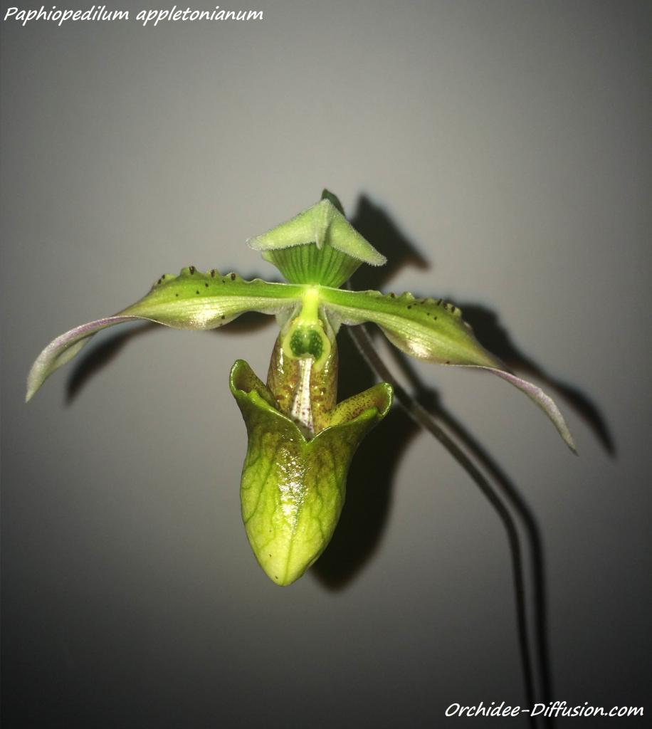 Paphiopedilum appletonianum
