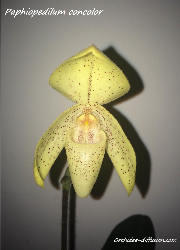Paphiopedilum concolor