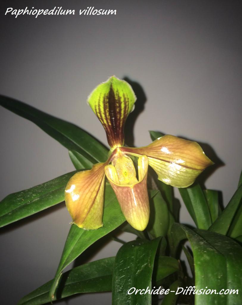 Paphiopedilum villosum