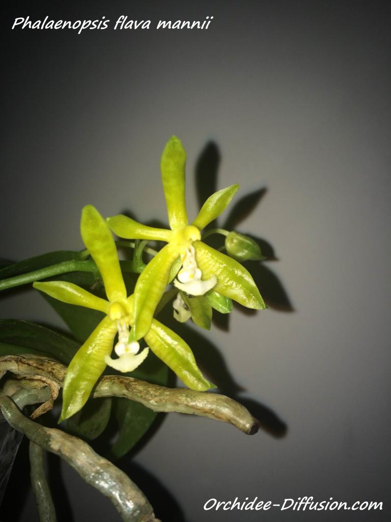 Phalaenopsis flava mannii