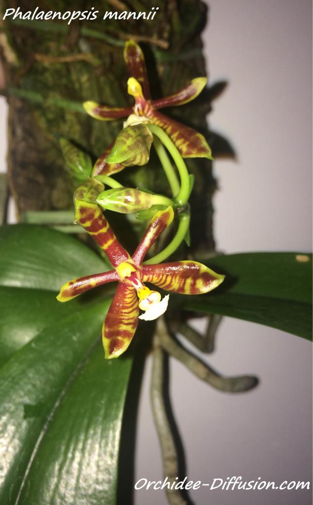Phalaenopsis mannii