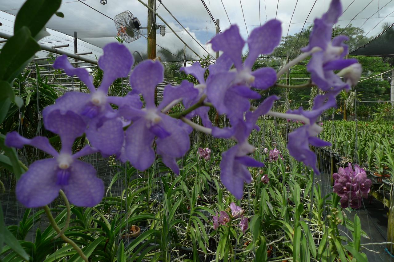 vanda (3)