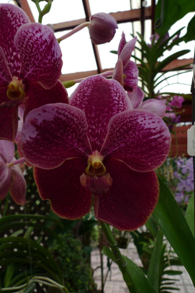vanda (4)