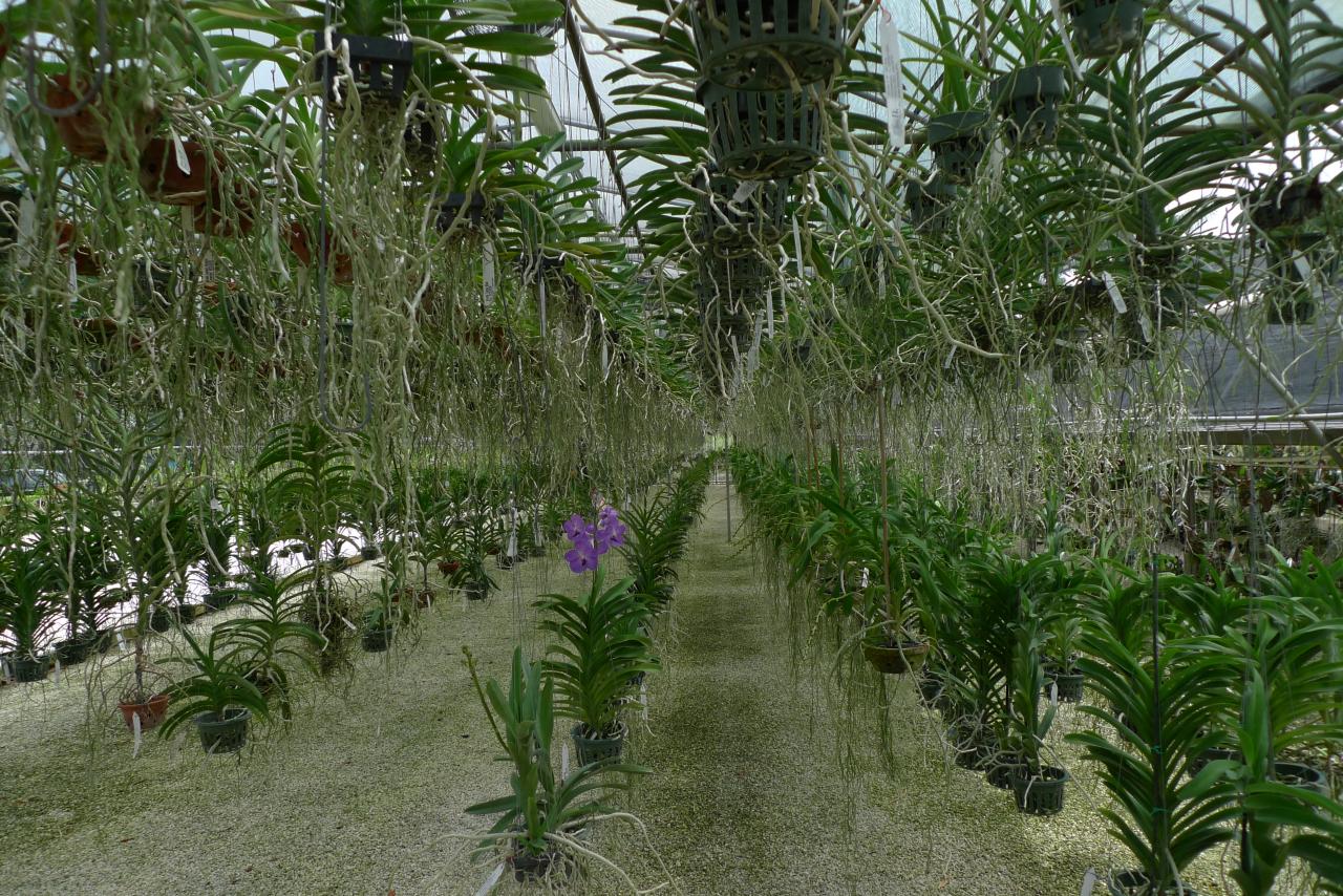 vanda (5)