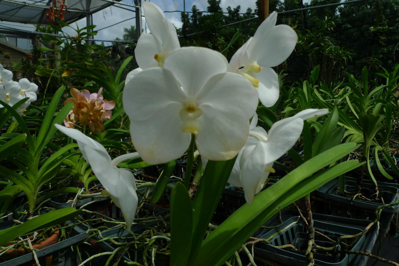 vanda ascocenda muathong