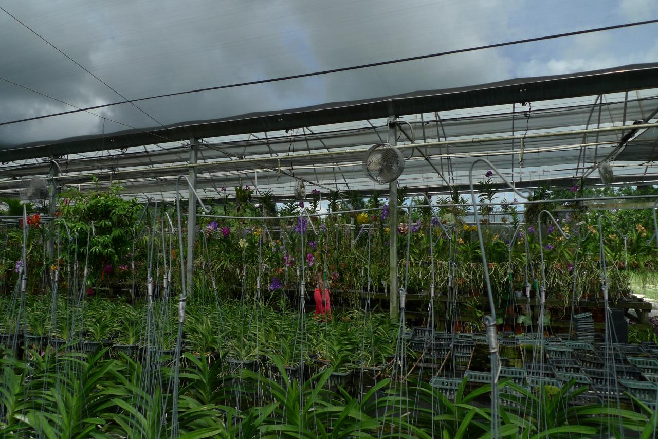 vanda ascocenda orchid