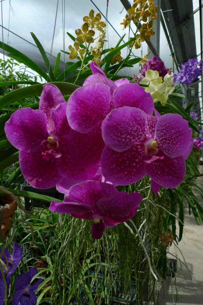 vanda ascocenda