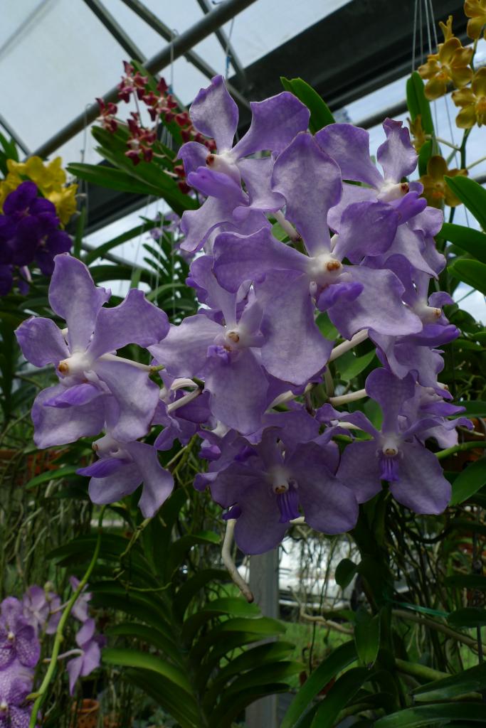 vanda bleu