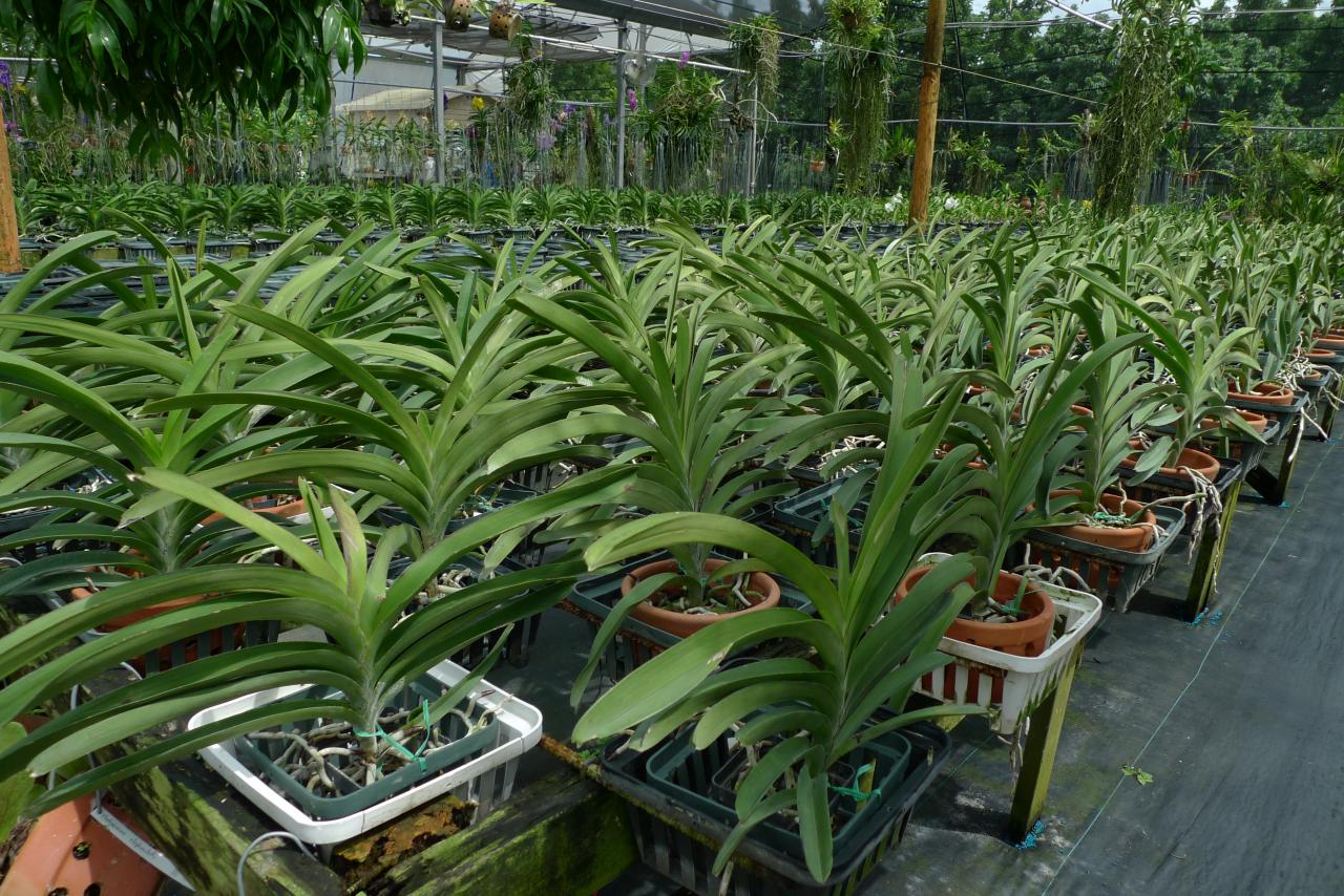 vanda blooming orchids