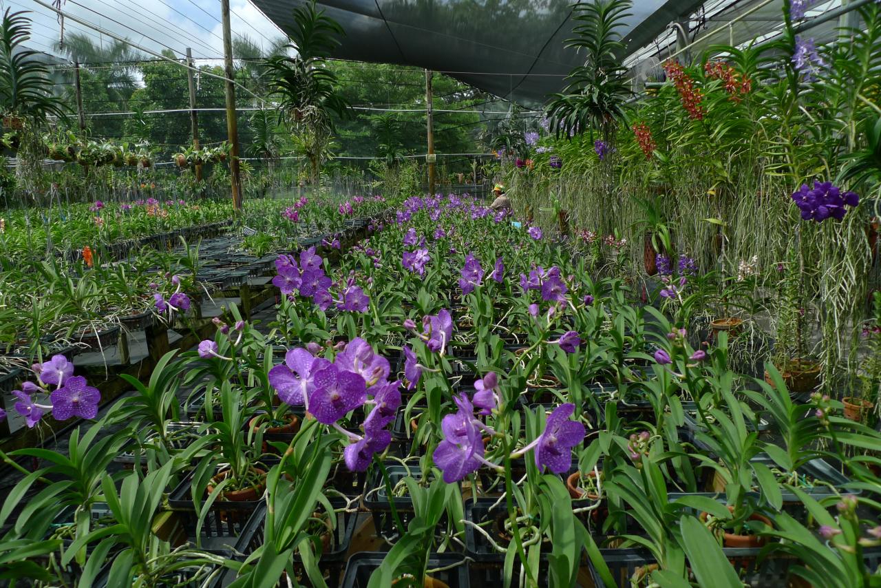 vanda blue orchid