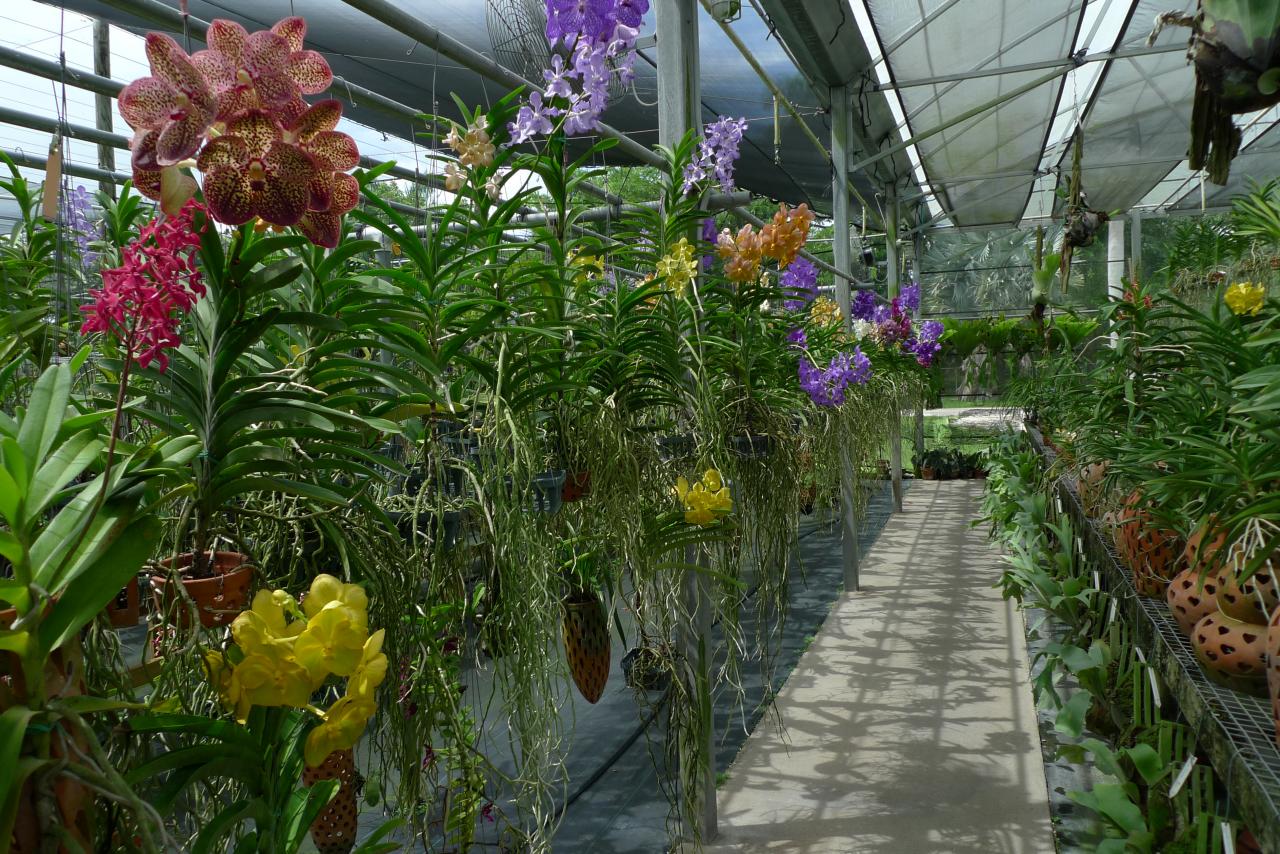 vanda farm orchid orchideen
