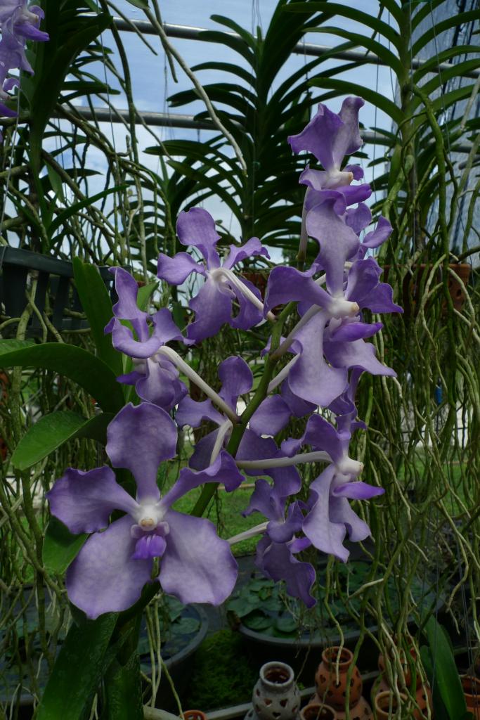vanda orchidee (2)