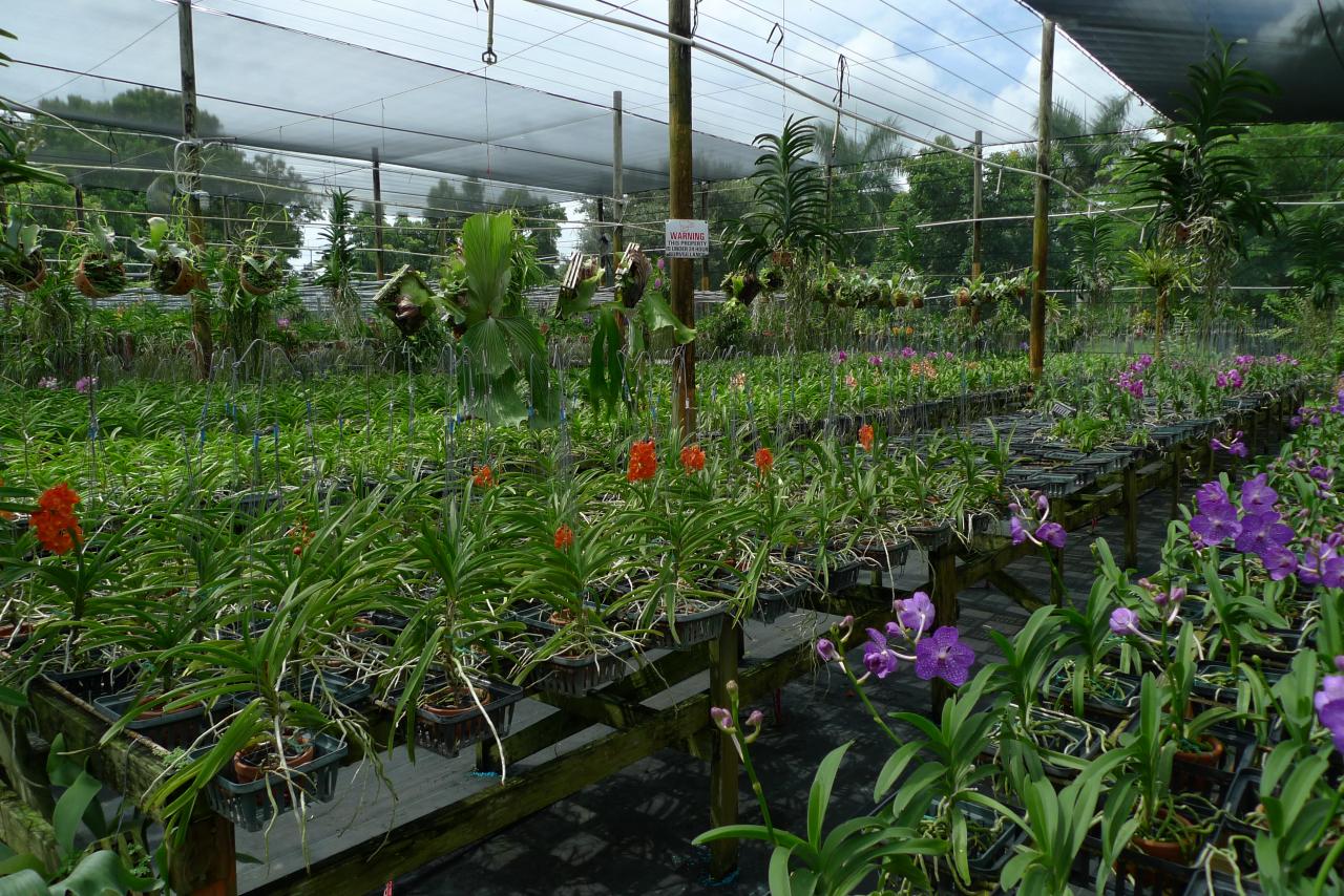vanda orchidee