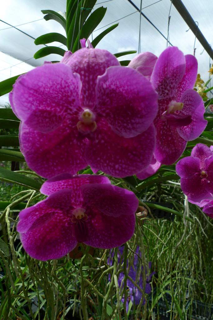 vanda pat delight