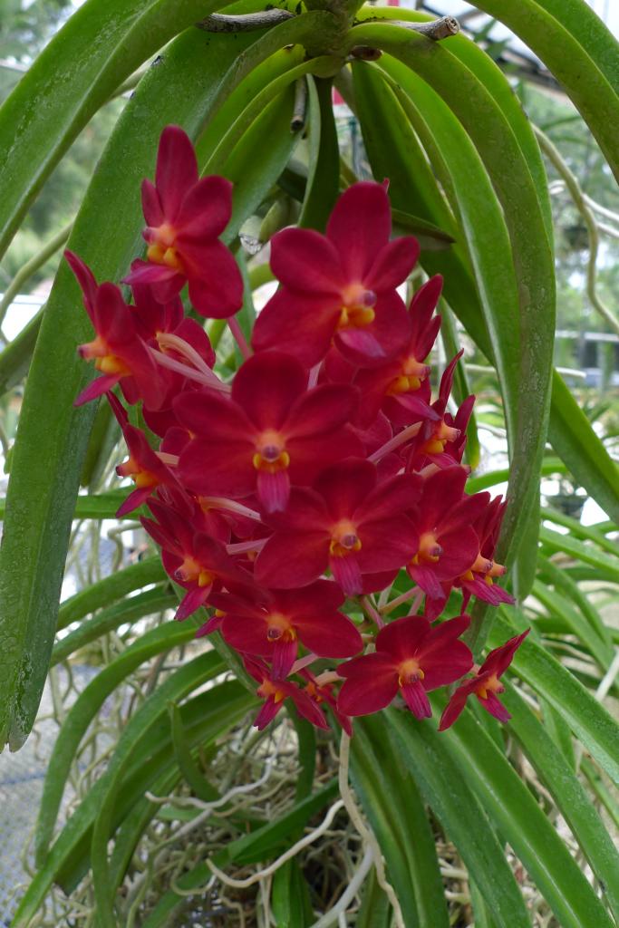 vanda vascostylis red