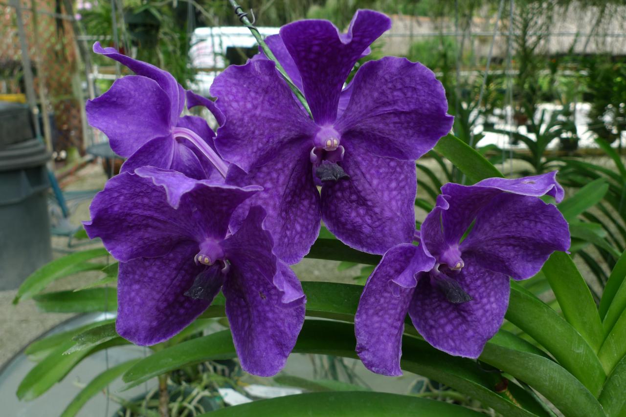 vanda