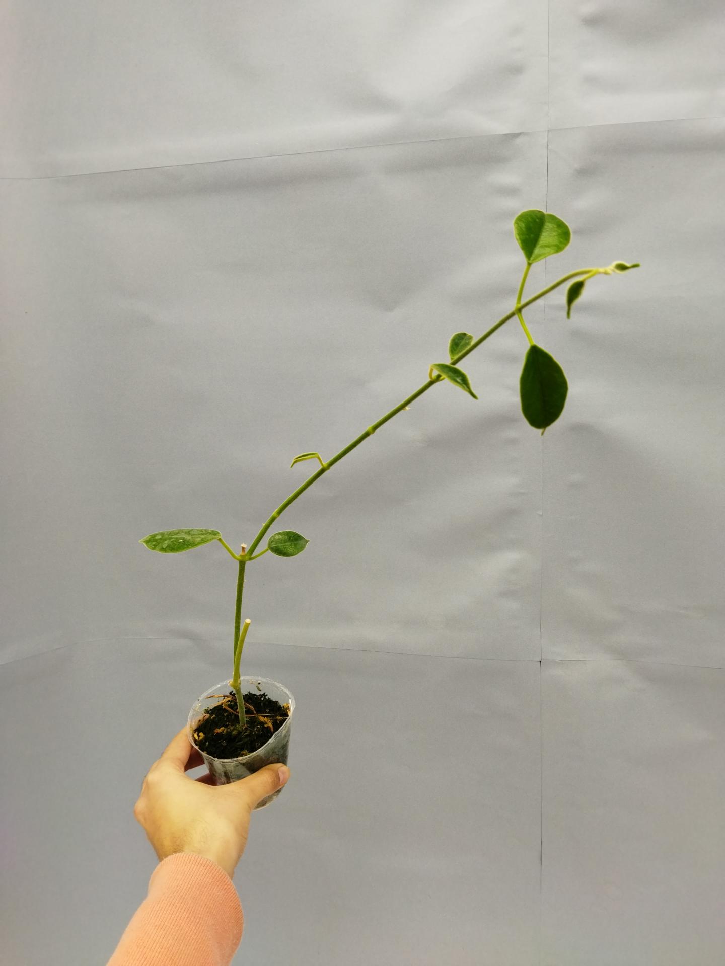 16355077067542445450332397253760