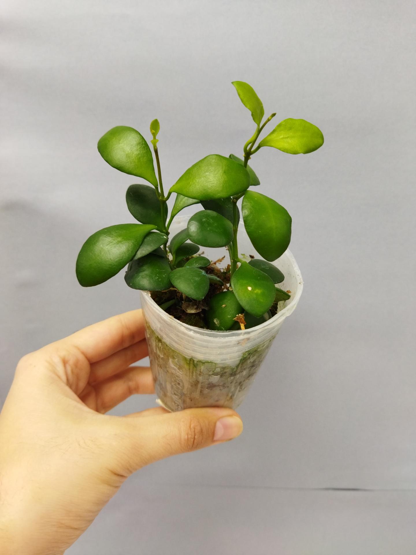 16355081074821801587944354358649