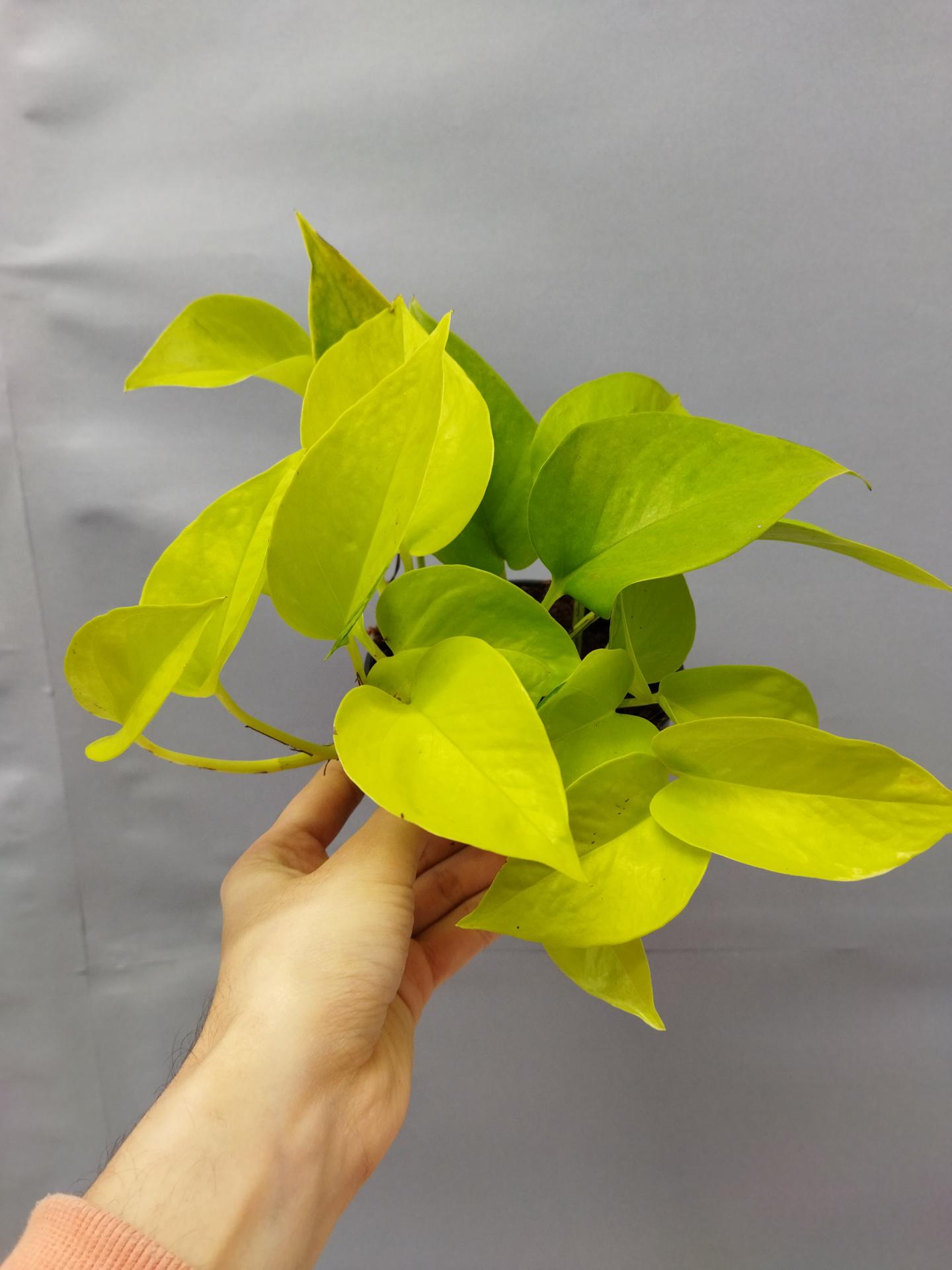 16355165057435614341508535360243