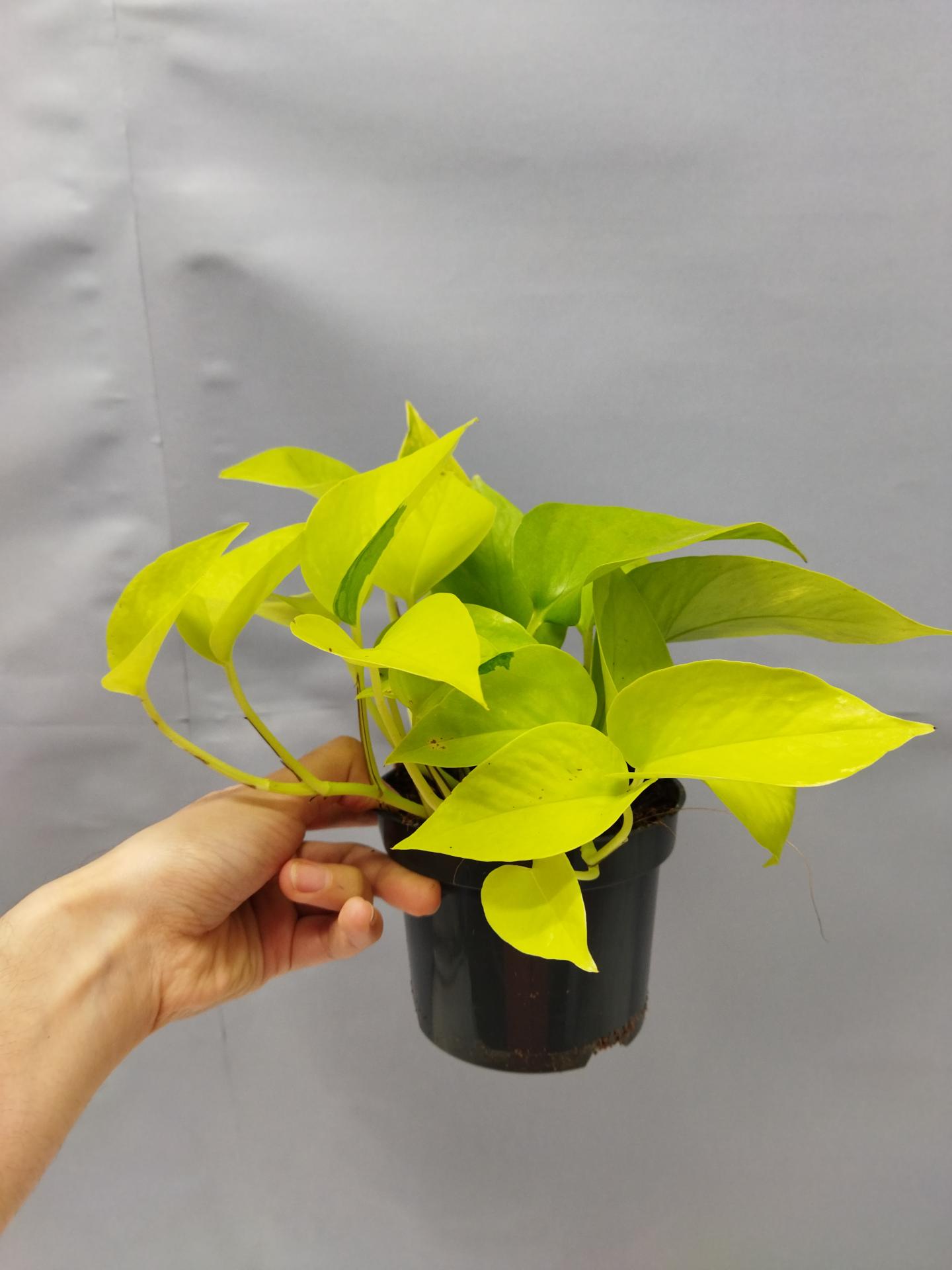 16355165851893816108258628868889