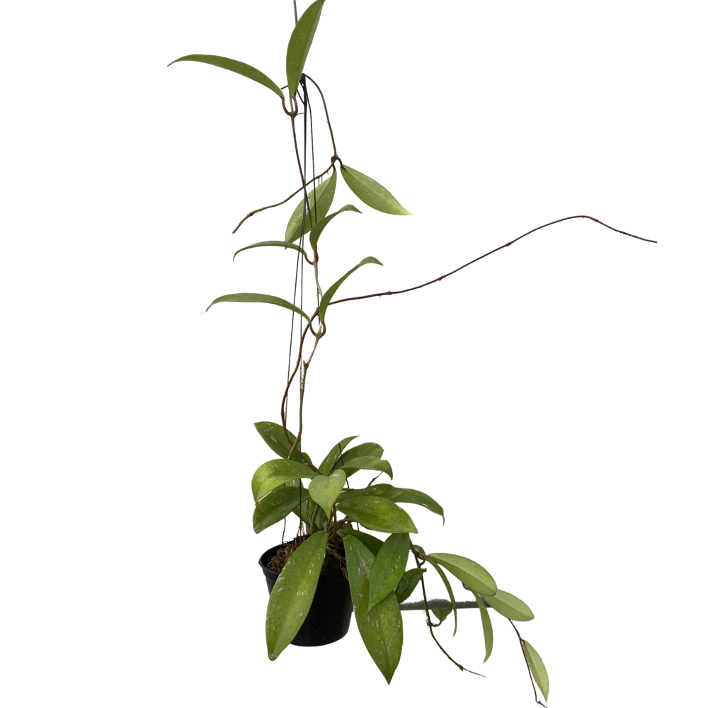 1b3e1c41 207d 4abc 9c53 b0168bbd53d6