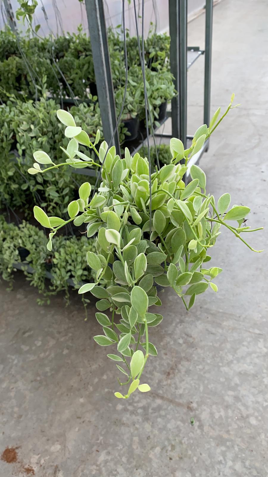 2f96baaf 4c58 4778 b0ec 84d72aac6136