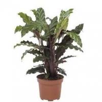 3 x plantes vertes d interieur calathea velours
