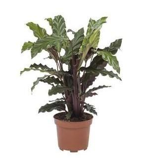 3 x plantes vertes d interieur calathea velours