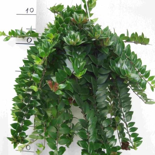 Aeschynanthus red star